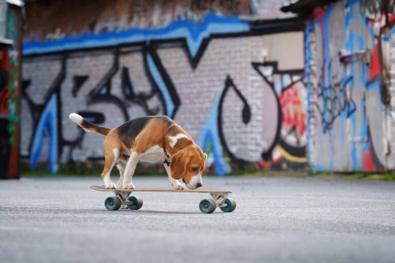 beagle puppy being pulled on skateboard